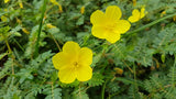 De werking van Tribulus-terrestris